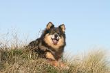 CHIEN FINNOIS DE LAPONIE 053